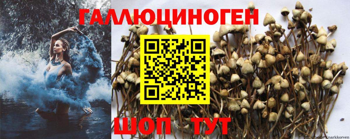 Псилоцибиновые грибы Psilocybe Дмитров
